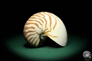 Nautilus pompilius Indopazifik Perlboote rezent conch Kopffüßer Präparat Deko - Bild 1 von 8