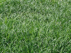 Liriope spicata 70 Bare Root Divisions - Picture 1 of 6