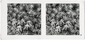Stereophoto, Raumbild-Verlag. Torfmoos und Widerton um 1930 - Bild 1 von 3