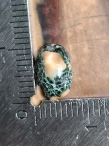 0,6g Isle Royale Greenstone Chlorastrolite Cabochon Bright Poppies Schildkrötennetz - Bild 1 von 8