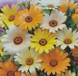 African Daisy Mixed Colors Seed - 1 Packet - Picture 1 of 1
