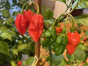 (20) Rote Teufelszunge Samen super heißer Pfeffer Habanero - Bild 1 von 2