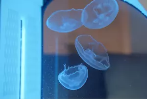 Spherical Jellyfish Tank for Luxury Decor, Round Jellyfish Decor Aquarium Box - Picture 1 of 10