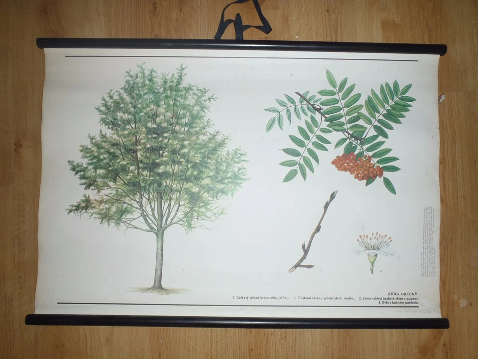 Carta escolar original vintage desplegable de árbol Grulla general Foto 1 de 1