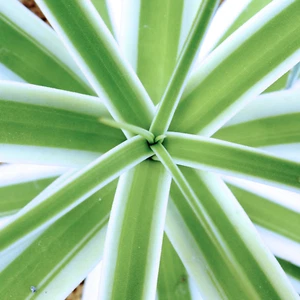 Agave bracteosa cv "MONTERREY FROST" white variegated - White variegated spider - Picture 1 of 4