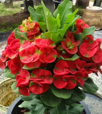 Sale Euphorbia Milii RED MILLIONAIRE Crown of Thorns Corona de Cristo Houseplant - Image 1 of 4