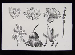 Linterna Mágica de Vidrio Diapositiva PLANTA POLINIZACIÓN Nº26 C1900 DIBUJO FLORES DE VIENTO - Imagen 1 de 2