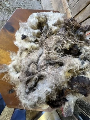 Icelandic fleece Really NICE, Raw unwashed, unskirted, 1.6  lbs - Image 1 of 4