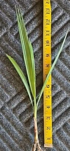 2 California Fan Palm Tree Seedlings, Washingtonia Filifera, 2+ Years Old, 14" - Picture 1 of 5