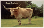 Texas Longhorn, Abilene TX Vintage Cattle, Farming, Vintage Postcard