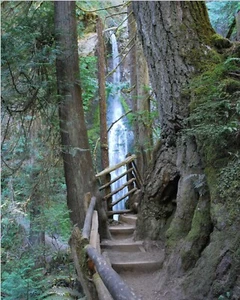 wall art prints 8 x 10 Photography Olympic National Park Hiking Path Photo Print - Picture 1 of 2
