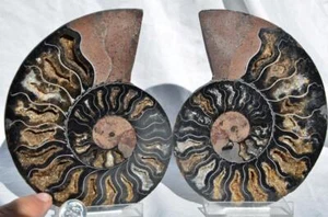 Large Black Ammonite Pair Great Crystals 110myo FOSSIL XXL 143mm 5.5" 9311ee - Picture 1 of 7