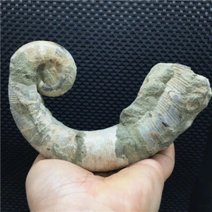 NEW LISTING Rare! Natural conch fossil "snake tail", "elephant trunk ”Madagascar - Picture 1 of 12