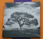 TARGET TREE IN RURAL LANDSCAPE 16" X 16" BLACK WHITE WOOD WALL ART HOME DECOR