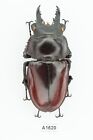 BEETLE, INSECT -A1620. Lucanidae: Neolucanus sp. - RARE, TOP QUALITY, GIANT 69MM