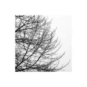 Impresión sobre lienzo papel póster o imagen Pollard David Tree Silhouette I Black - Imagen 1 de 2