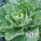 Morris Heading Collard Green Seeds - 250 SEEDS NON-GMO