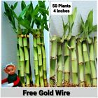 Lucky Bamboo 50 Pflanzen - 4 Zoll Großhandel, KOSTENLOSER GOLDDRAHT, Feng Shui