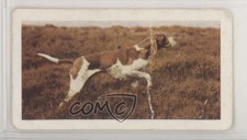 1961 Horniman's Dogs Tea Pointer #11 0e3