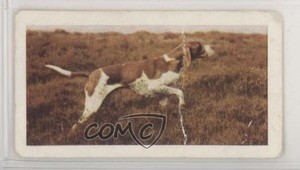 1961 Horniman's Dogs Tea Pointer #11 0e3