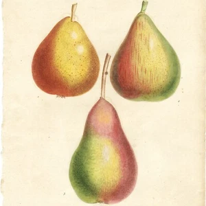 1833 Saint-Hilaire handfarbige Obstgravur Pl. 16 BIRNEN (BIRNEN) - Bild 1 von 8