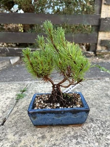 Pinus Mugo - Hardy Evergreen Mountain PineStarter Bonsai - Picture 1 of 1
