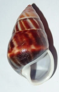 Amphidromus solemi sultanus - Indonesian Land Snail Shell 44mm F++ #7560 - Picture 1 of 2