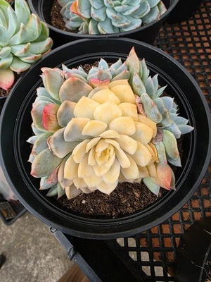 Imported New snow ball variegated - Image 1 of 4