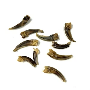 Lot Of 10 Assorted Real Damaged Badger Claws Cleaned Weird Crafts Odd Goth #3908 - Picture 1 of 7