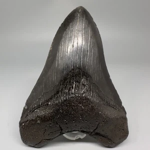 Dark colors, beauty 4.69" Fossil MEGALODON Shark Tooth - USA - Cool Tooth - Picture 1 of 6