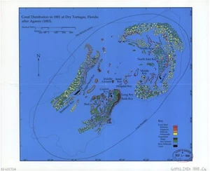 Reimpresión A4 de envío mapa costero y mar tortugas secas Florida - Imagen 1 de 1
