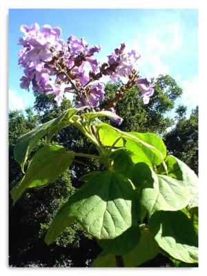 LARGE 6ft (inc. pot) 10litre Paulownia tomentosa  - hardy foxglove tree - Image 1 of 4
