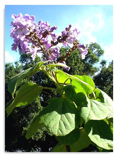 4litre size Paulownia tomentosa Fast Blue - hardy foxglove tree - 4ft inc. pot - Image 1 of 3