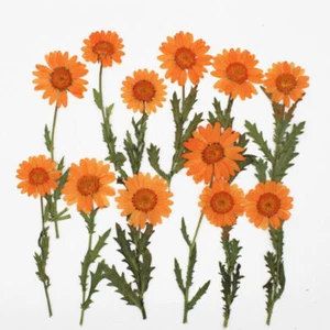 6pcs/Pack Pressed Real Dried Flowers Chrysanthemum for Jewelry Making Crafts - Picture 1 of 14