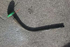 Ryobi 4 cycle C430 expand it LOWER SHAFT WITH TRIMMER HEAD - Picture 1 of 2