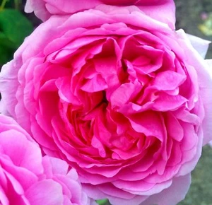 PURE ROSE ABSOLUTE OIL ROSA DAMASCENA WILD NATURAL ARTISANAL TOP GRADE A1 INDIAN - Picture 1 of 10