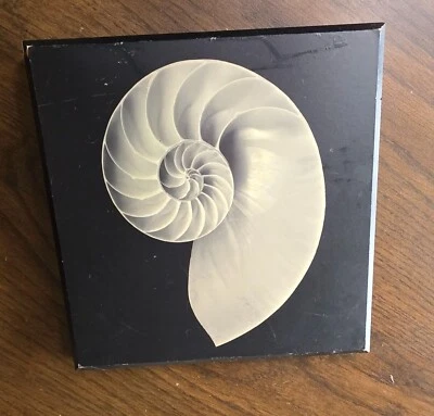 Shell Printed Picture- Jonathan Shuff Photography. Print On Wood 8 x 8 - Изображение 1 из 4