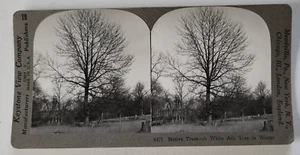 A White Ash Tree in Winter Keystone View Company #8471 Stereoview Photo Card - Picture 1 of 3