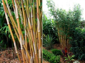 Bambusa Alphonse Karr Clumping Bamboo "Golden Hedge" Non-Invasive 1 Gallon Plant - Picture 1 of 4