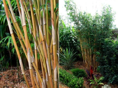 Bambusa Alphonse Karr Clumping Bamboo "Golden Hedge" Non-Invasive 1 Gallon Plant - Image 1 of 4