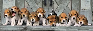 Clementoni Puzzle Beagles - 1000 Pieces - Panorama Jigsaw New IN Original Box - Picture 1 of 2