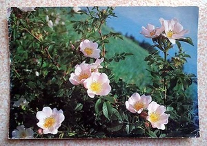 Rosa Pendulina. Alte Postkarte aus Albanien - Bild 1 von 2