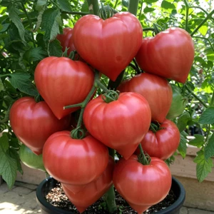 GIANT OXHEART TOMATO 20+ SEEDS ❤️ HEIRLOOM NON-GMO HUGE RARE • FREE SHIPPING - Picture 1 of 4