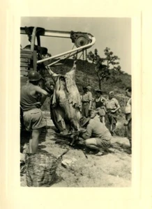 France/Algeria Sidi Mesrich army camp Slaughtering a cow Old Photo snapshot 1956 - Picture 1 of 3
