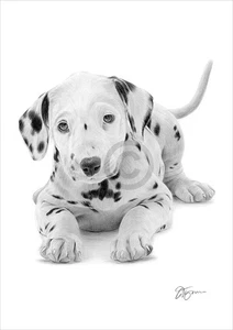 Dalmation Puppy artwork | pencil drawing giclee print | 2 sizes signed by artist - Picture 1 of 1