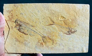 Diplomystus dentatus  • 2 Extinct Fossil Fish • 4.25"  & 3.5" - Picture 1 of 4