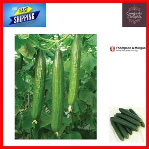 High Germination Cucumber Seeds - Bella F1 Hybrid for Indoor & Outdoor Growth - Picture 1 of 4