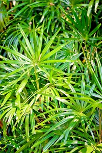 SAMEN Palmblatt erstrahlt in einem saftigen Grün von der Strahlenpalme Samenkorn - Bild 1 von 1
