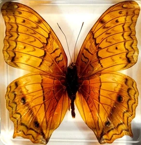 Pisapapeles Lucite transparente 2,9" Real Common Cruiser Vindula Erota Butterfly - Imagen 1 de 13
