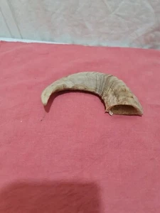 SHEEP HORN/RAM CROOK /SHEPHERD HANDLE IDEAL FOR WALKING STICK MAKING - Picture 1 of 10